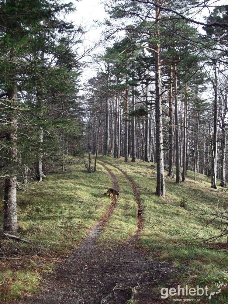 Herbstwanderung Kieneck - Abstieg am Enziansteig