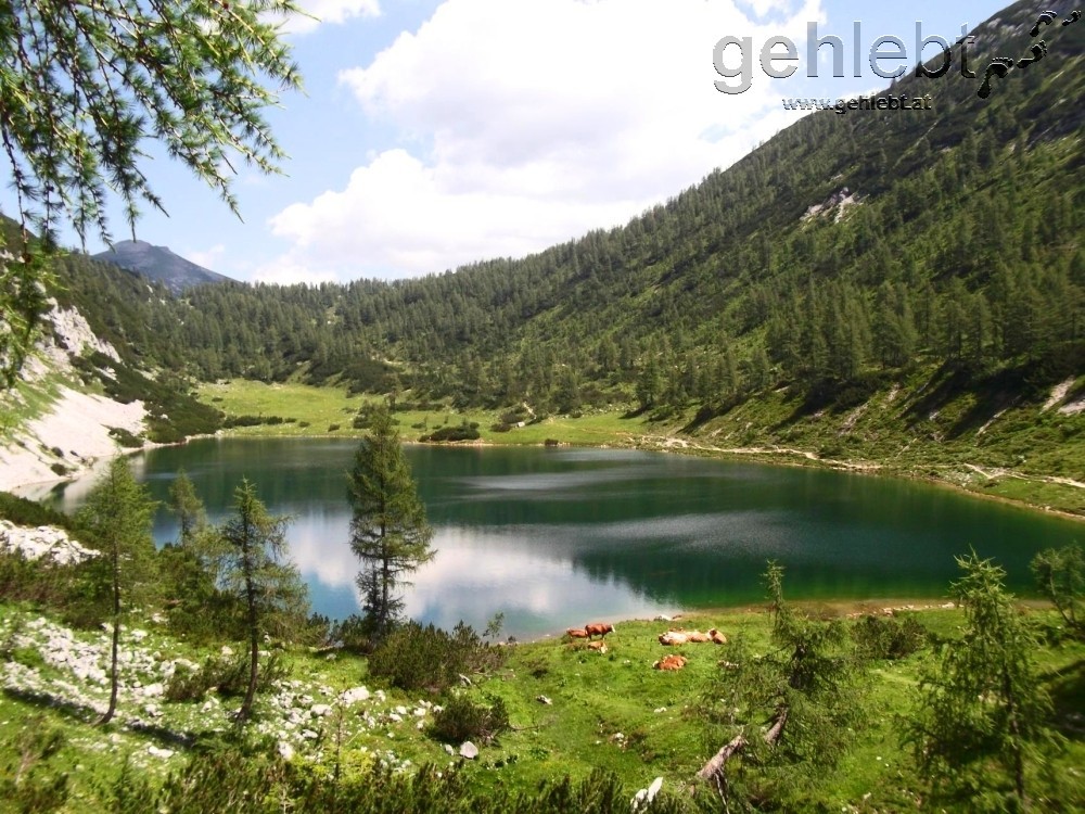 Der idyllische Schwarzensee lädt zum Baden bei den Kühen ein.