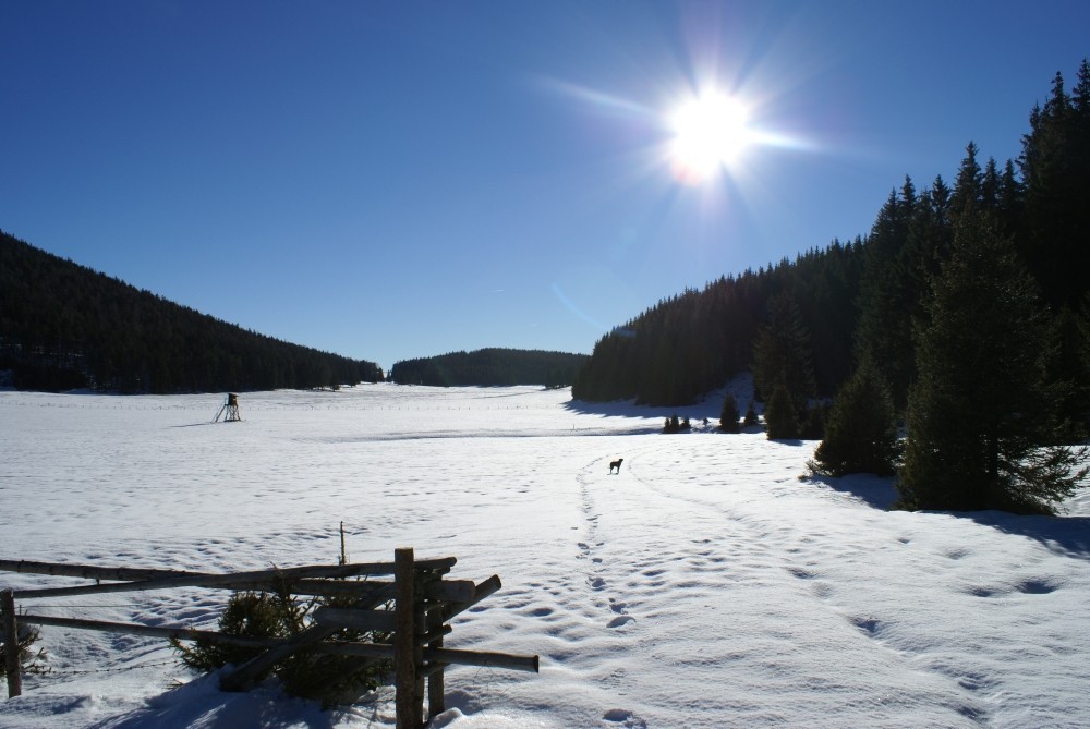 Im Sommer freuen sich die Kühe, im Winter die SchneeschuhgeherInnen; hier auf der Bodenwiese.