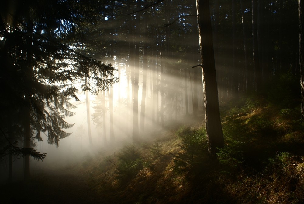 Herbstliche Nebelstimmung am Abstieg nach Gloggnitz.