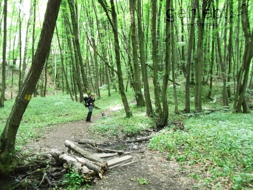 Frühling im Wienerwald bei Vorderhainbach.