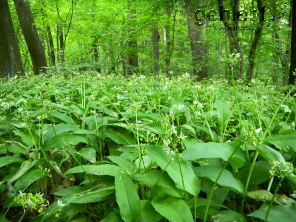 Manche Orte im Wienerwald sind ein Bärlauch-Paradies.