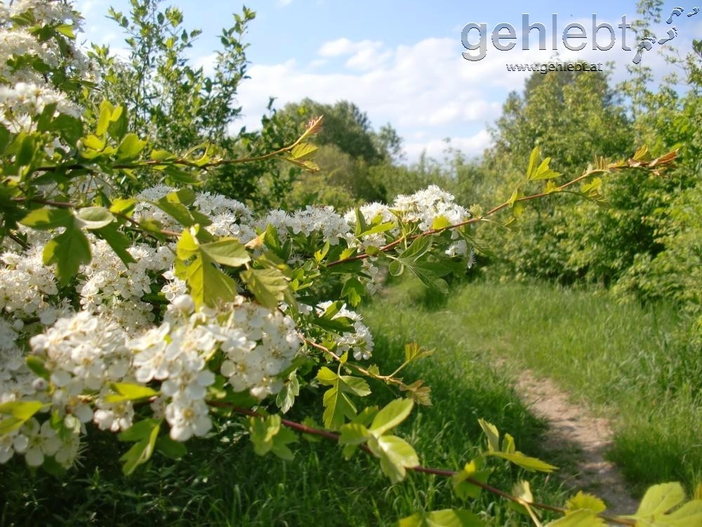 Der Frühling hält Einzug in Wien.