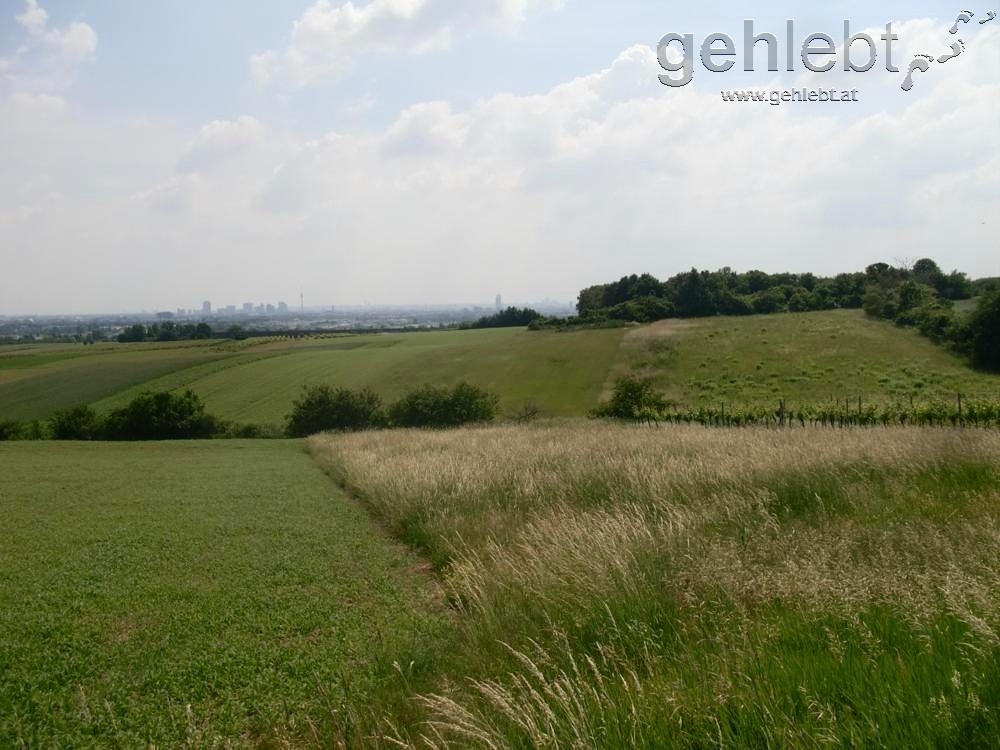 Nahe dem Herrenholz mit Blick auf WIen.