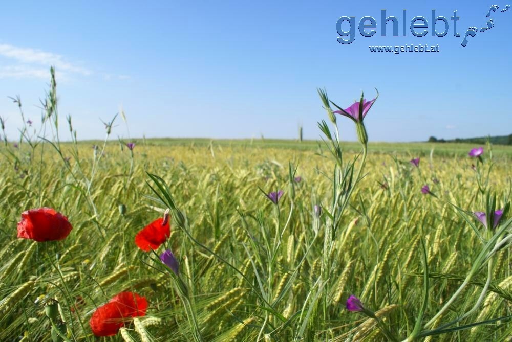 Der Frühling kann's einfach!