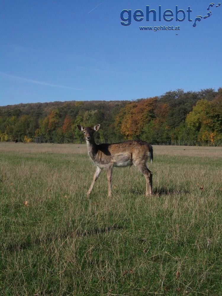 Bambi im Lainzer Tiergarten gesichtet!