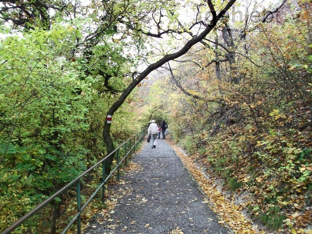 Am Nasenweg steil hinauf zum Leopoldsberg.