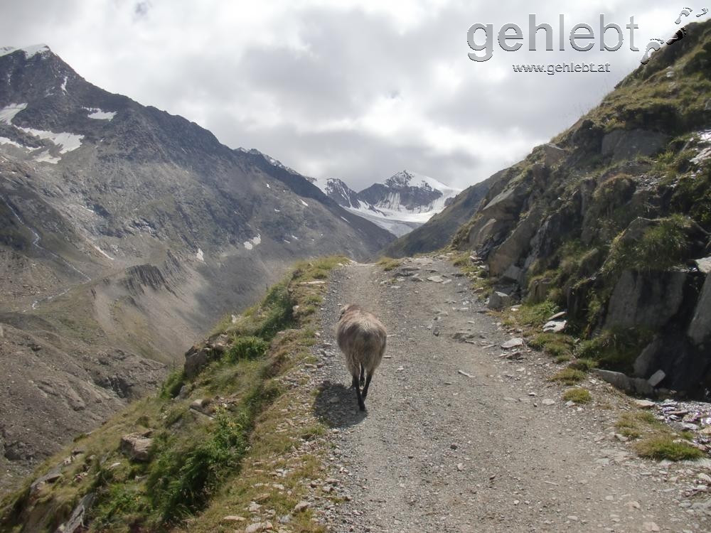 Da ist noch jemand zur Martin-Busch-Hütte unterwegs.