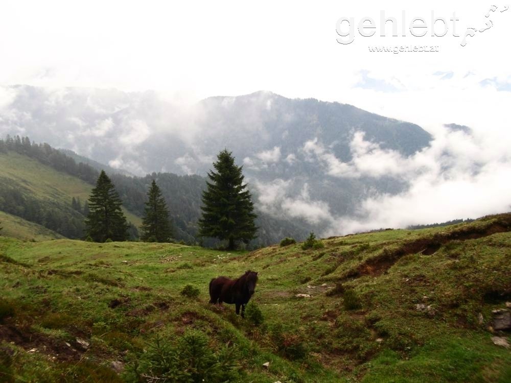 Bregenzerwald Weidenlandschaft