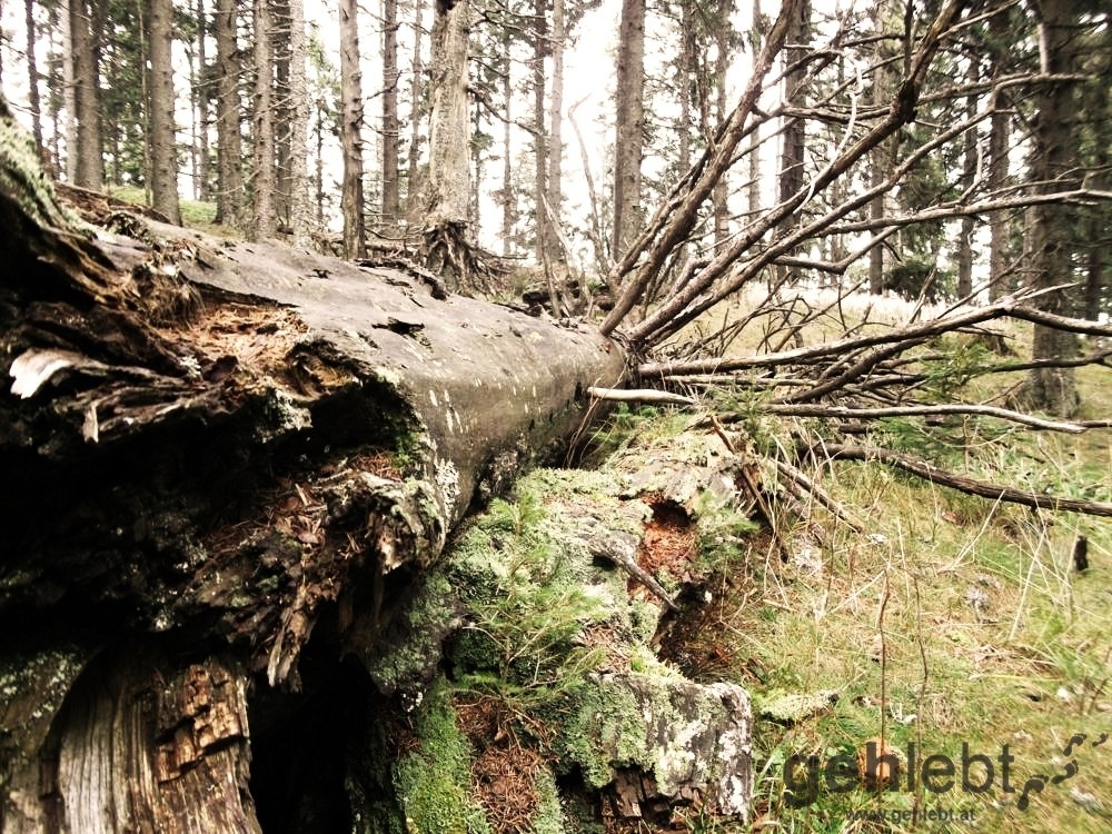 Ein gutes Beispiel für lebendiges Totholz in der Baum-Pension.
