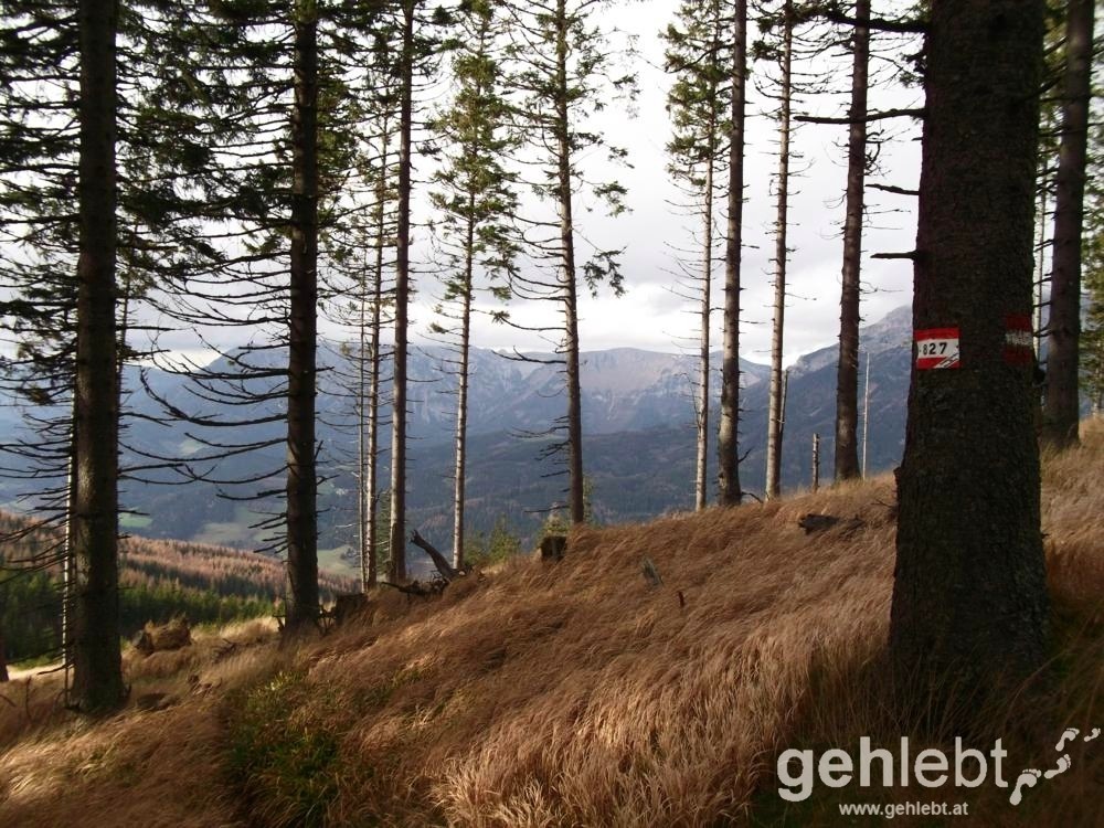 Der gut beschilderte Weg Nr. 827 führt uns aus dem Wald.