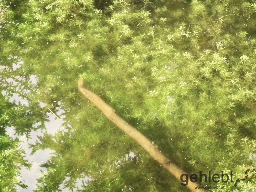 Grüner Teich...macht dem schönsten Platz Österreichs Konkurrenz.