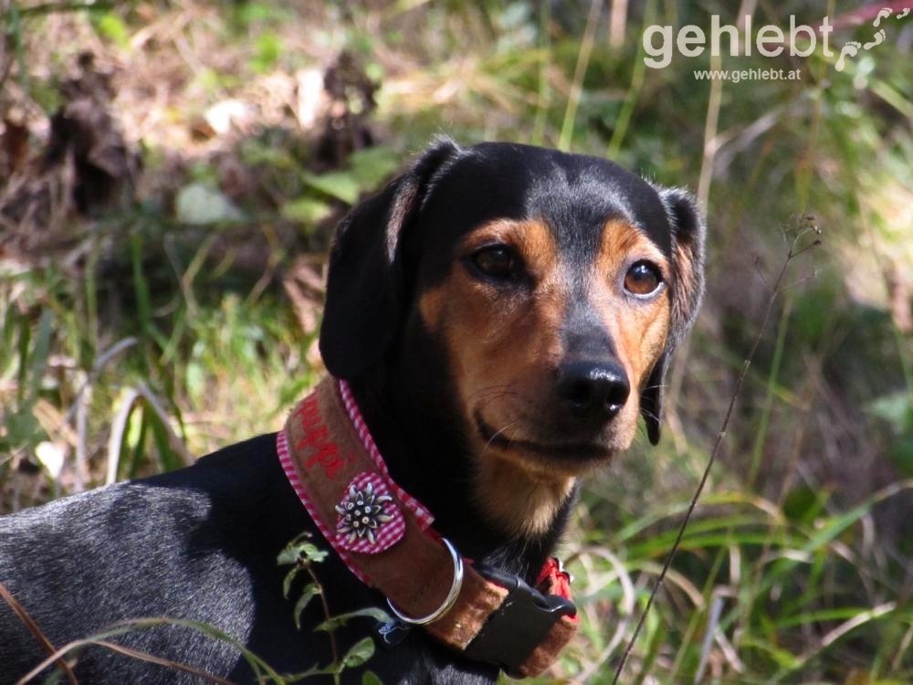 Unser Wanderpuppi (Halsband von hundegwand.at) setzt sich in Pose.