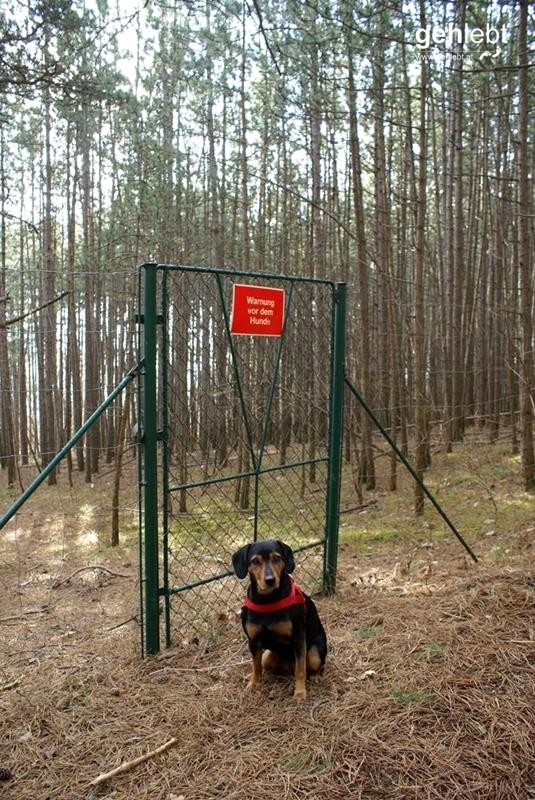 Steiniger Rundweg in den Fischauer Vorbergen