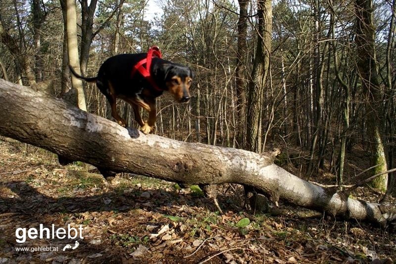 Pirie ist zu schnell für die Kameraeinstellung. :)
