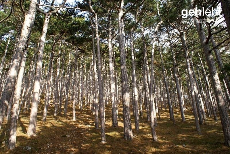 Steiniger Rundweg in den Fischauer Vorbergen