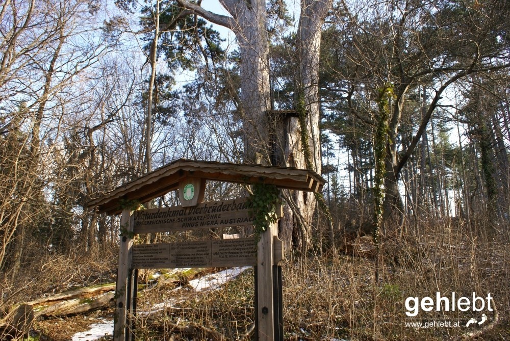 Rundweg Sierningtal - Warme Lucke & Gfieder