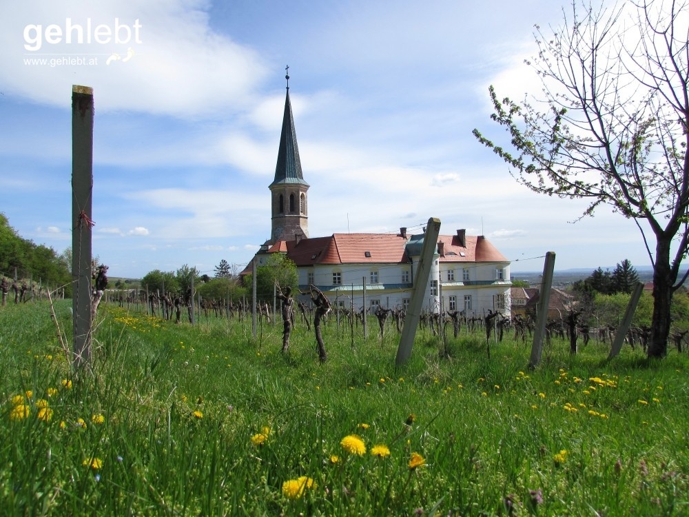 Im Frühling blüht es auf den Wiesen, während an den Weinstöcken gerade mal die ersten Blätter rauskommen.