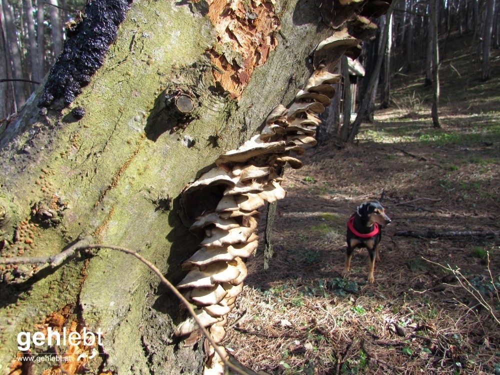 Winzendorfer Rundwanderweg A - Baumpilz