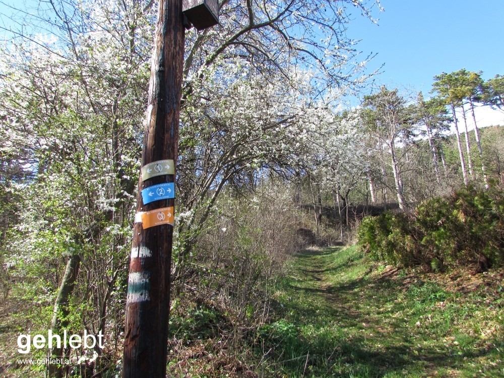 Winzendorfer Rundwanderweg A - Wegweiser in den Frühling