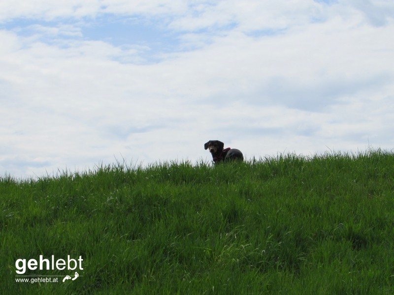 Pirie war gerade unterwegs zum Himmel.