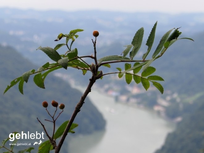 Am Predigtstuhl mit Blick auf das Donautal.