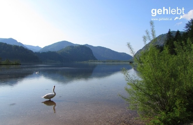 Schöner Hals am Almsee.