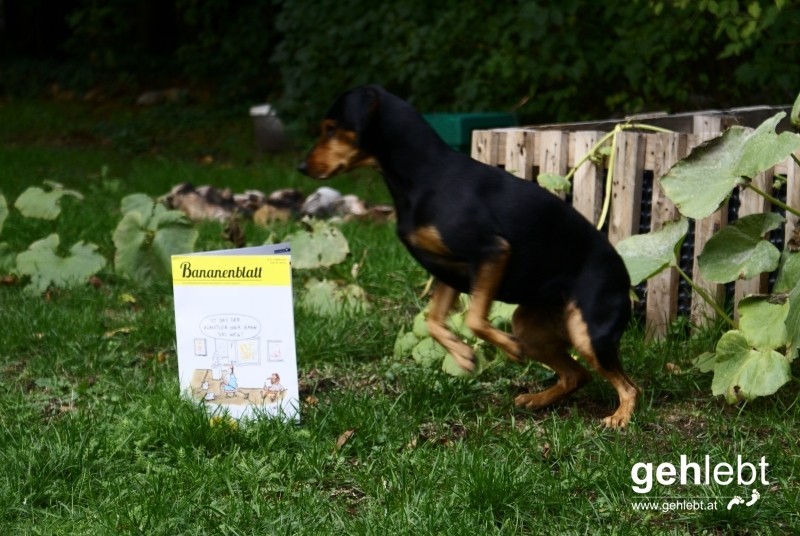 Selbst Tiere fliegen auf das Bananenblatt.