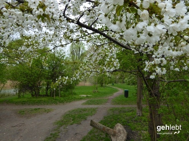 Blühende Bäume gibt's bekanntlich nur im Frühling.