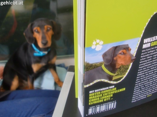 Die Hunde sehen sich ähnlich? Was für ein Zufall. Nicht.