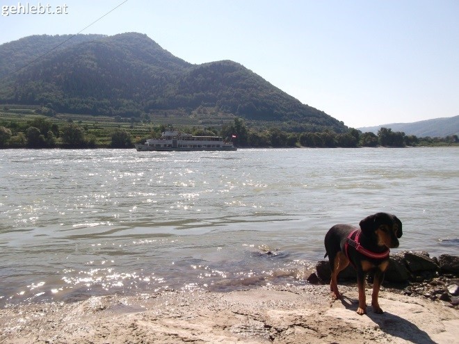 Im Fluss des Lebens nimmt die kleine Pirie eine große Rolle ein.