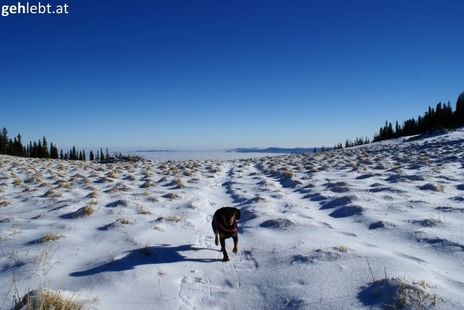 Winterliches Hundeglück.